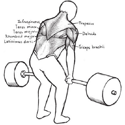 Starting-Strength-Deadlift-Muscles-Back.jpg