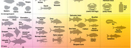 Seafood Infographic Omega 3 Content vs. Mercury Levels